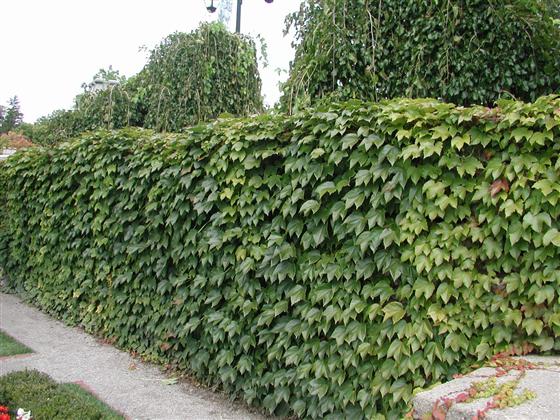 Parthenocissus tricuspidata